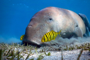 wyjazd Marsa Alam