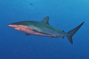 wyjazd Safari nurkowe